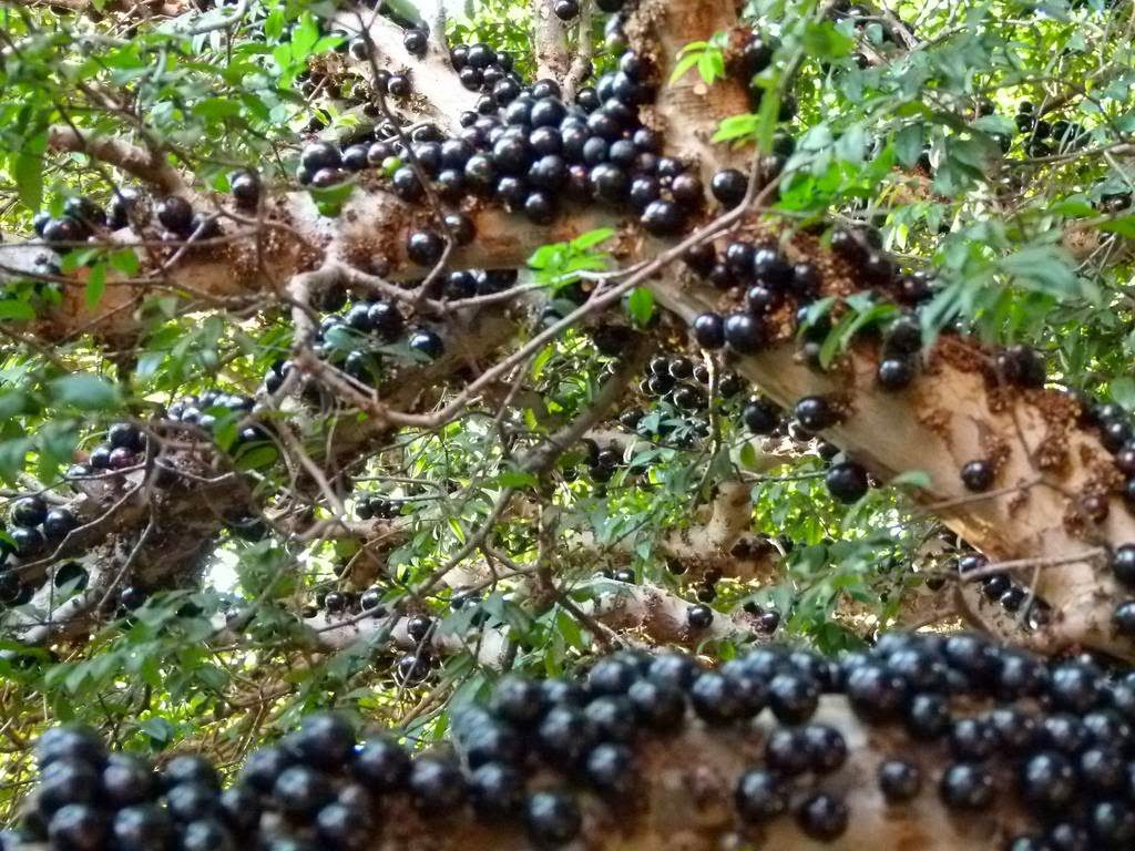 Jabuticaba, Brazil